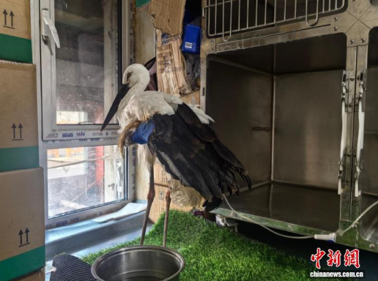 �܂��Ė|�����X���ڽ����ί�����ʯ���� �z